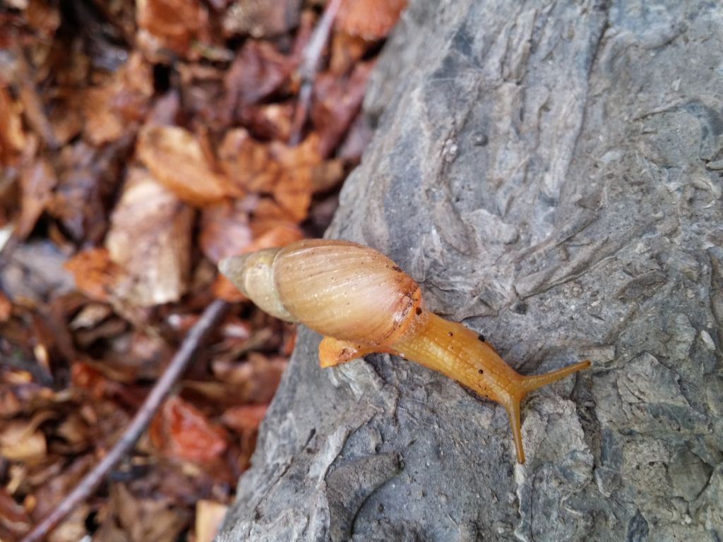 Un po di chiocciole da comfermare pollino